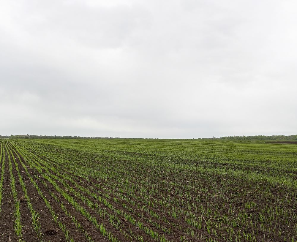 ООО «КФХ Деметра» информирует об обработке полей пестицидами