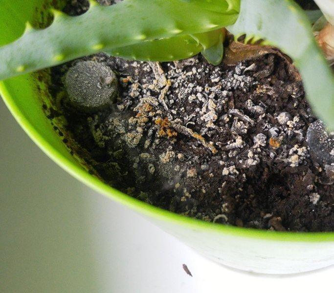 Почему земля в цветочном горшке покрывается плесенью?