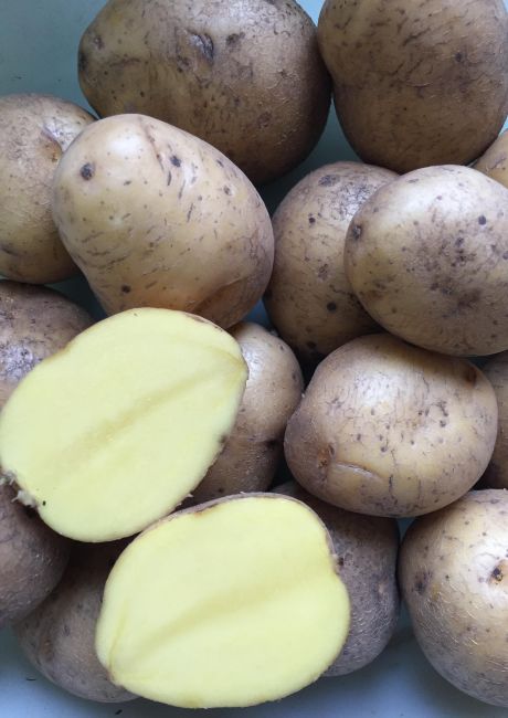 Картофель – одна из самых поражаемых болезнями культур