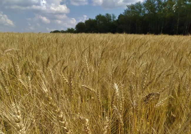 Как вырастить озимую пшеницу