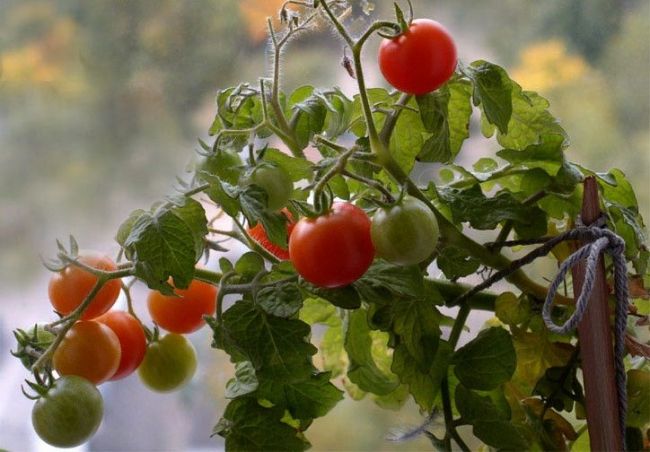 Как вырастить помидоры на подоконнике - НАША ЖИЗНЬ.ТЕПЛО-ОГАРЕВСКИЙ РАЙОН
