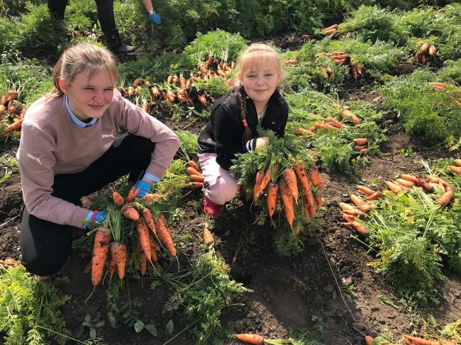 В Алексеевской школе вырастили богатый урожай овощей