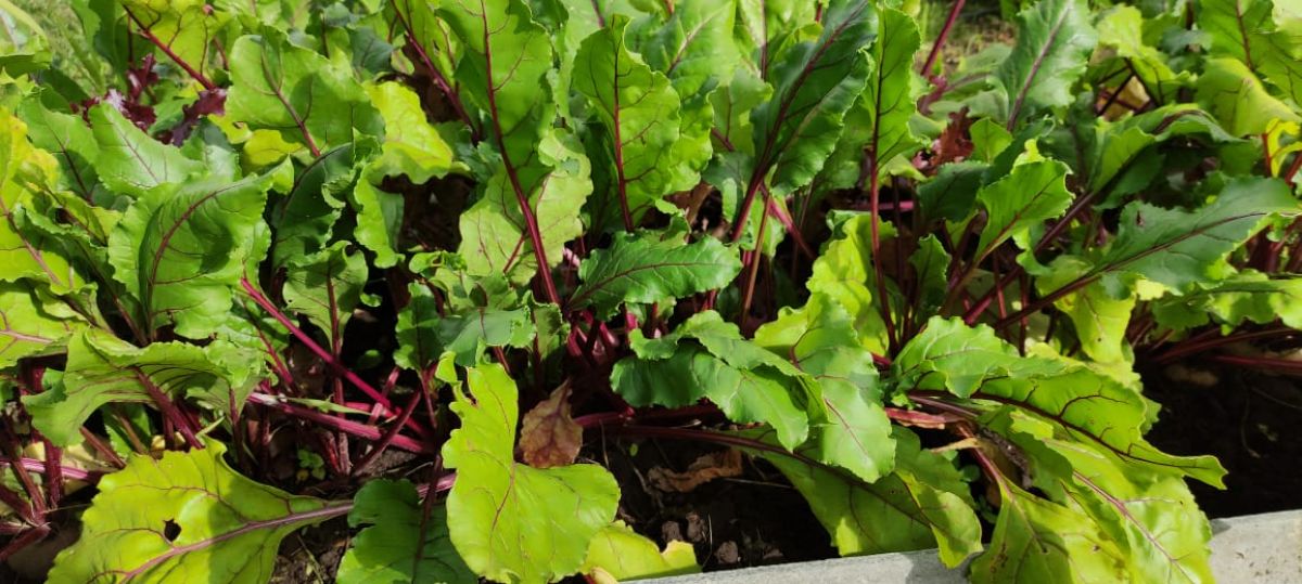 Цены выросли на всё, кроме овощей Цены выросли на всё, кроме овощей