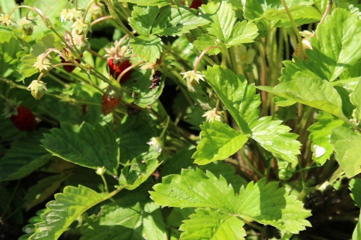 Ремонтантная земляника переходит на зимний режим