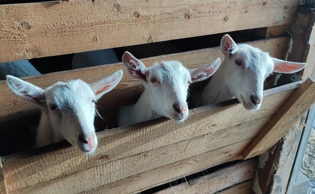 Советы специалиста по содержанию коз зимой Советы специалиста по содержанию коз зимой