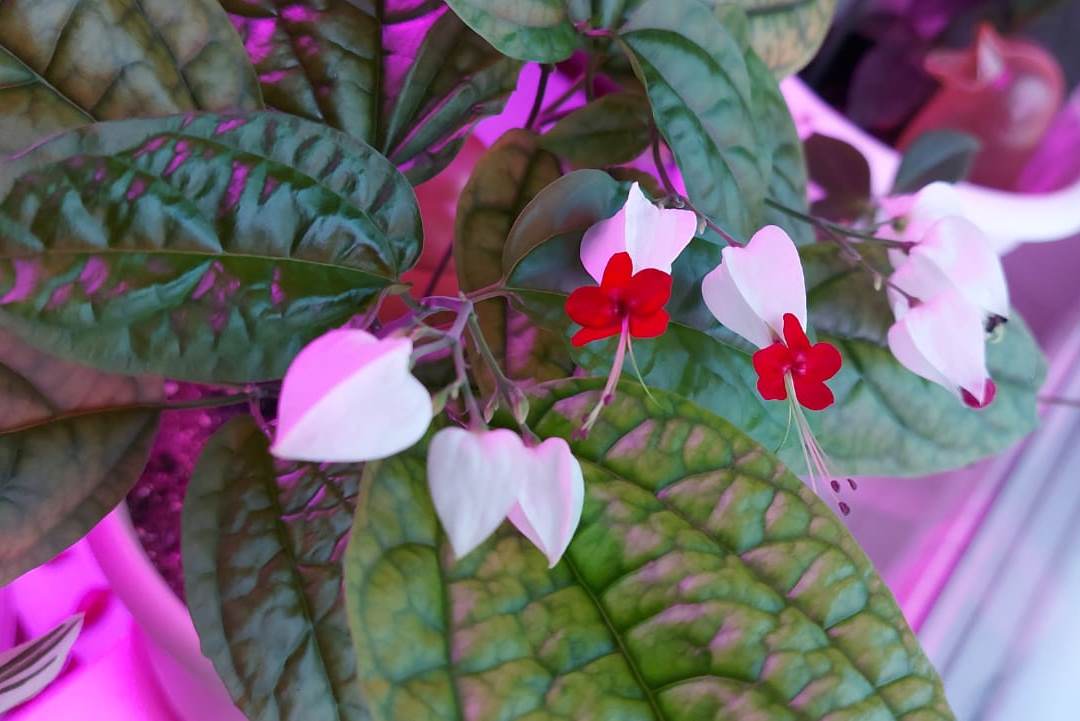 Клеродендрум Томпсона - лиана в доме