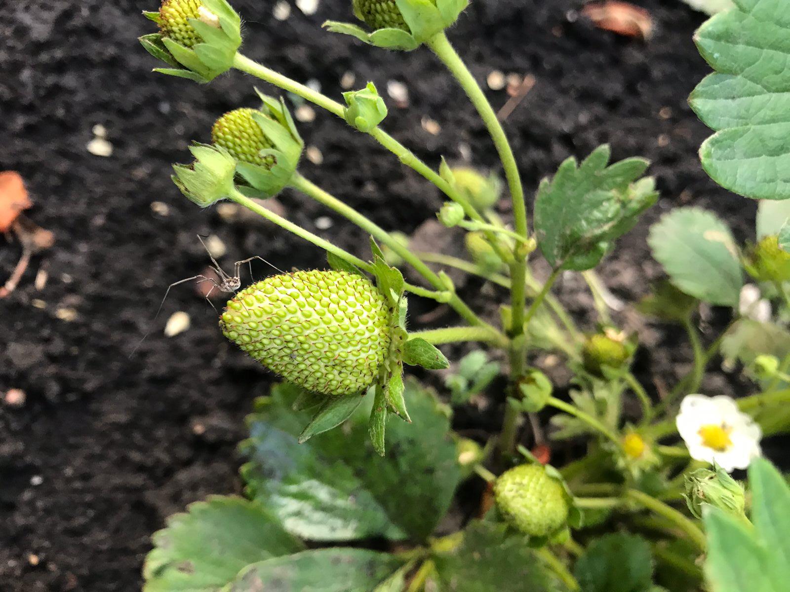 Что такое вивипария и филлодия?