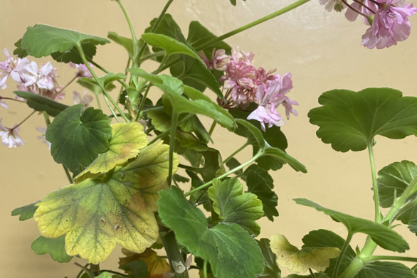 Пожелтели листья герани? Выход есть