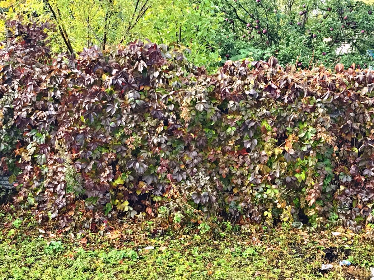 Девичий виноград украсит ваш сад