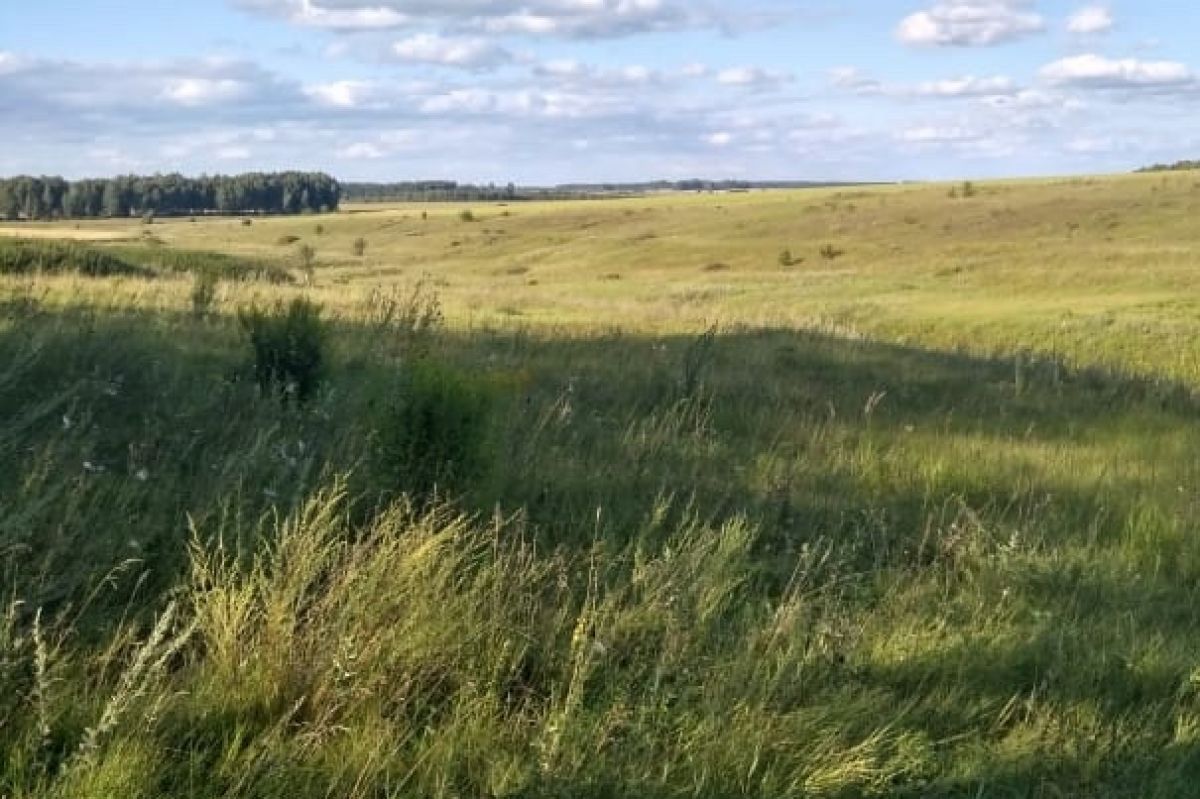 Расторопша - чудо для печени