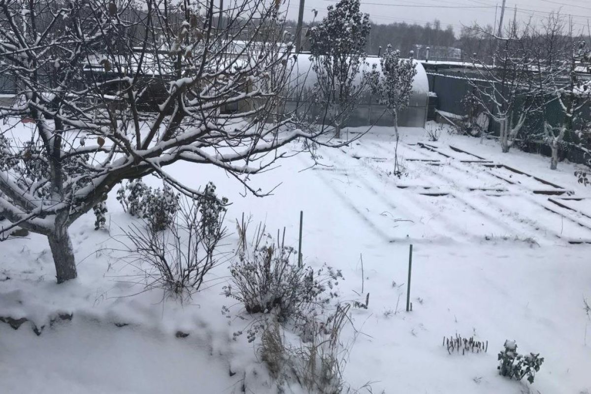 Укрываем многолетники на зиму Укрываем многолетники на зиму