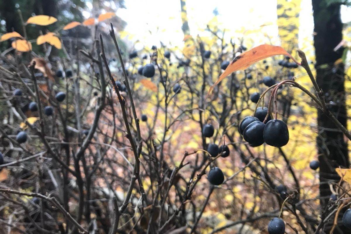 Как правильно прикапывать саженцы осенью?