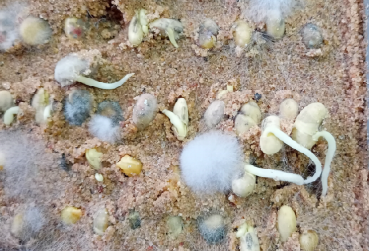 Мукоровые грибы: вред и польза Мукоровые грибы: вред и польза