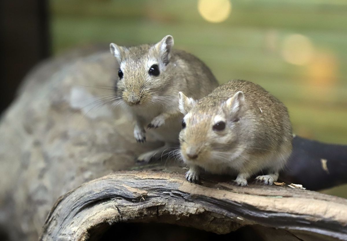 Как же защитить плодовые деревья от грызунов зимой?