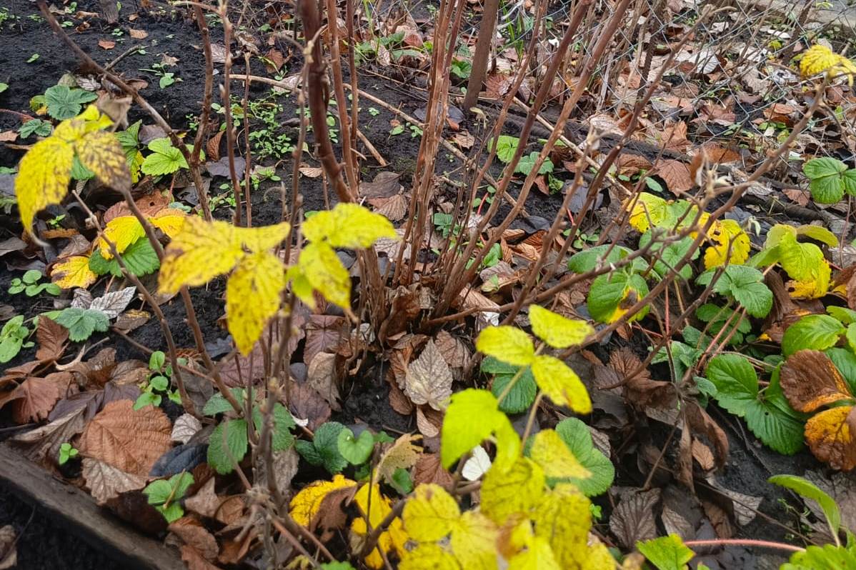 Где зимуют вредители сада и огорода? Где зимуют вредители сада и огорода?