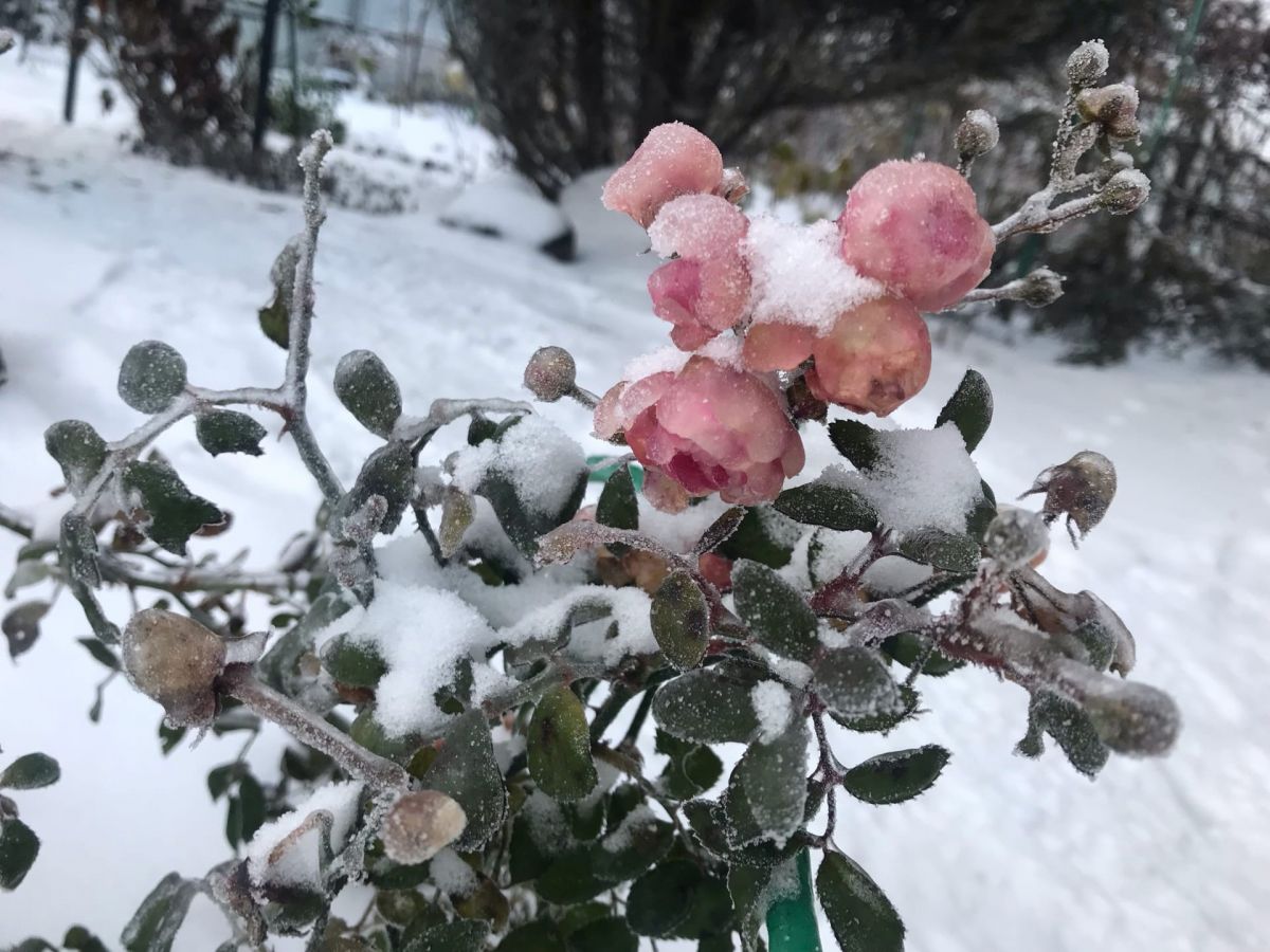 В чем различие между морозостойкостью и зимостойкостью растений?  