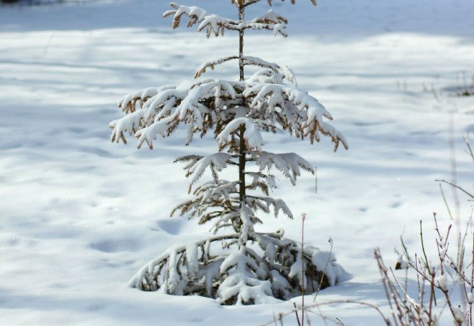 Чем чревата вырубка елей? Чем чревата вырубка елей?
