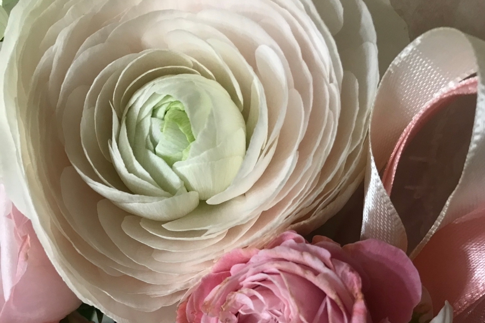 Ранункулюс - миниатюрные изящные розы