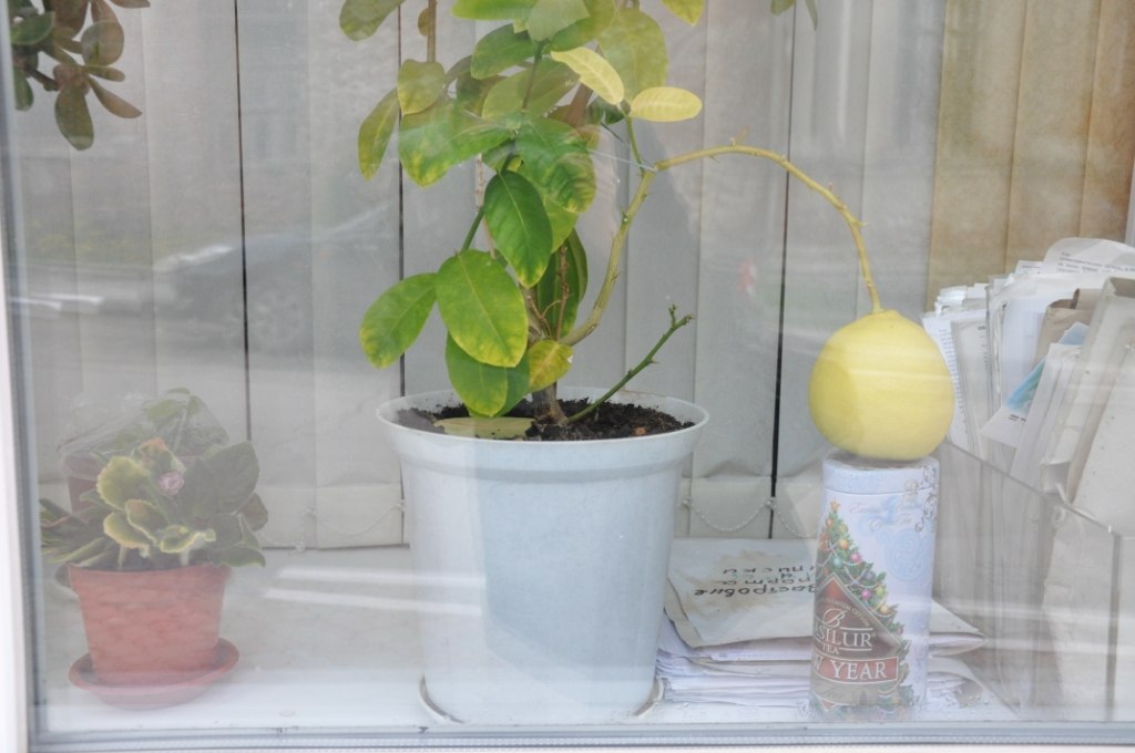 Выращиваем витаминное дерево - цитрофортунеллу