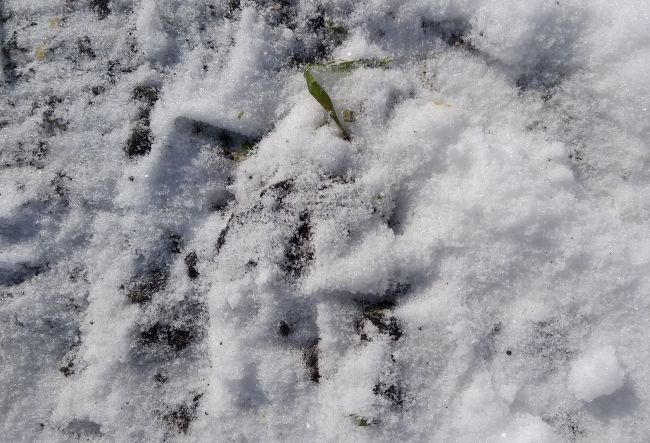 Оттепель и озимые: растениям плохо, когда снег тает