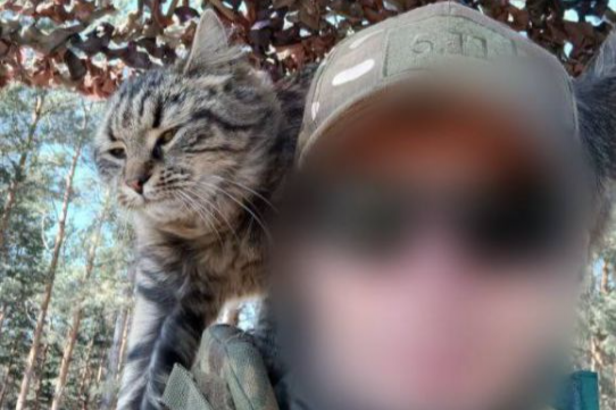 Боец Лис: «Пушистые герои СВО скрашивают военные будни»