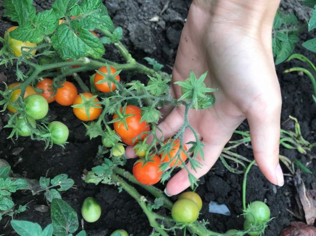 Чем опрыскать томаты от фитофторы: 7 доступных средств - НАШАЖИЗНЬ.ТЕПЛО-ОГАРЕВСКИЙ РАЙОН