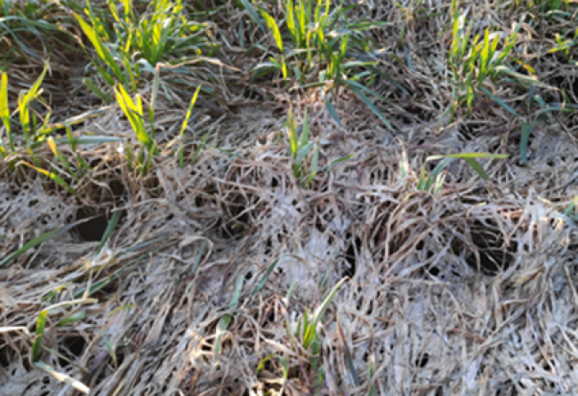 Болезни озимой пшеницы в ранневесенний период в поле