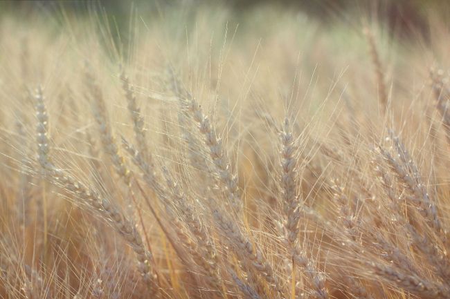 Проводится фитоэкспертиза  убранных с теплоогаревских полей семян озимой пшеницы