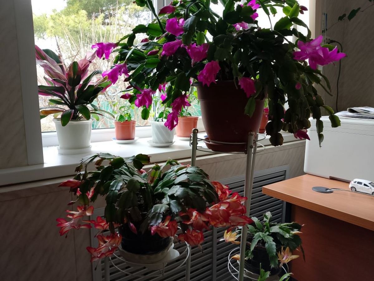 Декабрист - тропический цветок