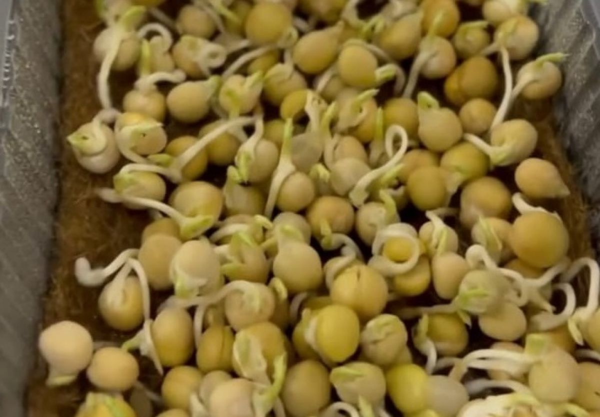 Ростки обычного гороха превратят любое блюдо в полезную и вкусную пищу