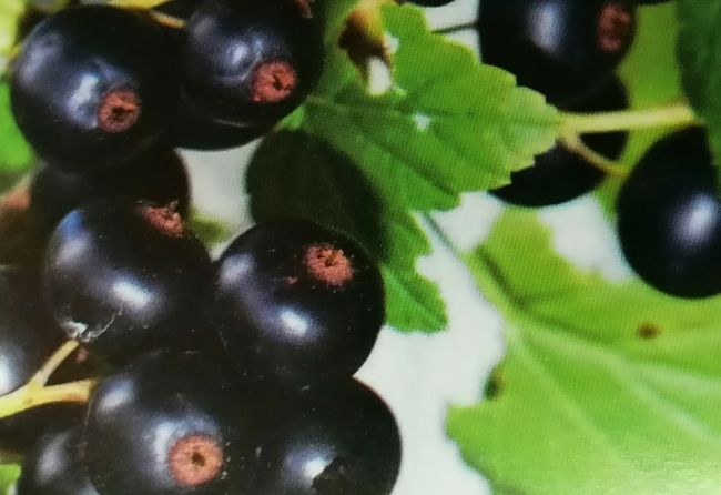 Чем полезны листья чёрной смородины? Чем полезны листья чёрной смородины?