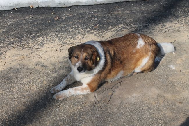В Плавском районе хозяин зарезал свою собаку