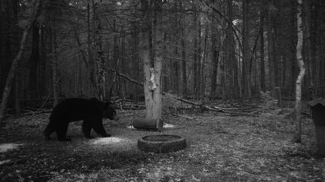 В соседней Калужской области медведь загрыз человека