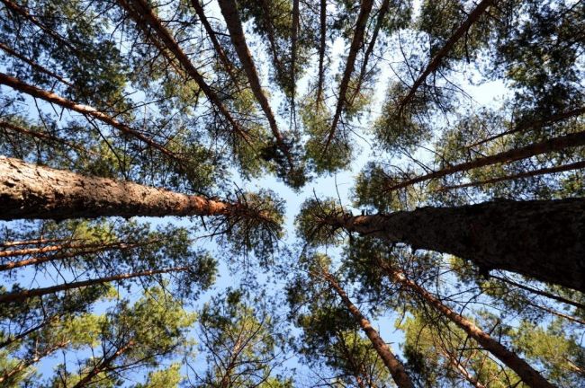 На территории лесничества в Щекинском районе незаконно вырубили 7 деревьев на сумму более 100 тысяч рублей