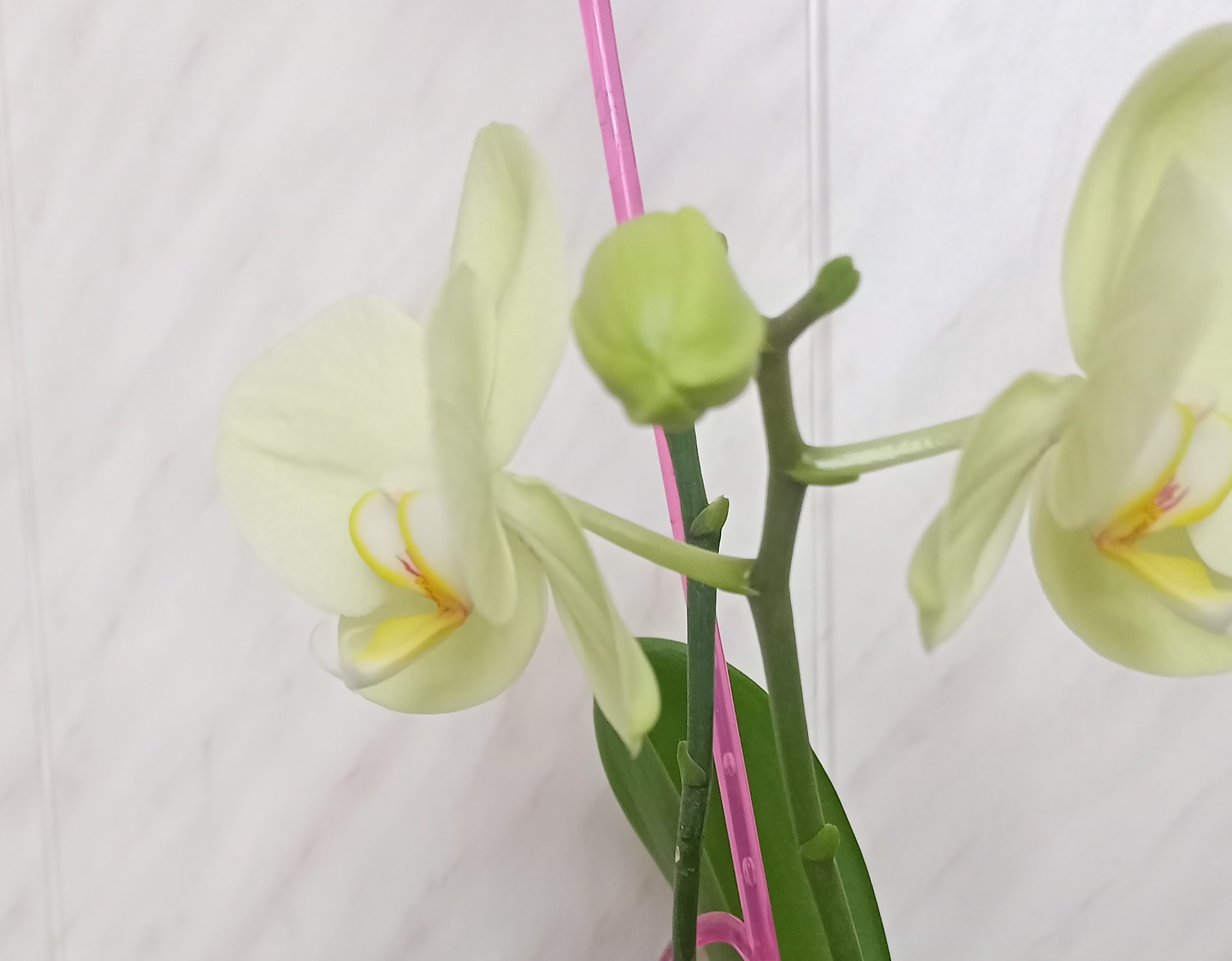 Как ухаживать за орхидеей зимой?