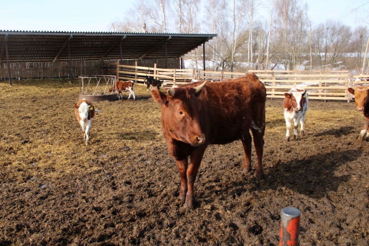 В Троекурове злоумышленник порубил на куски чужого быка