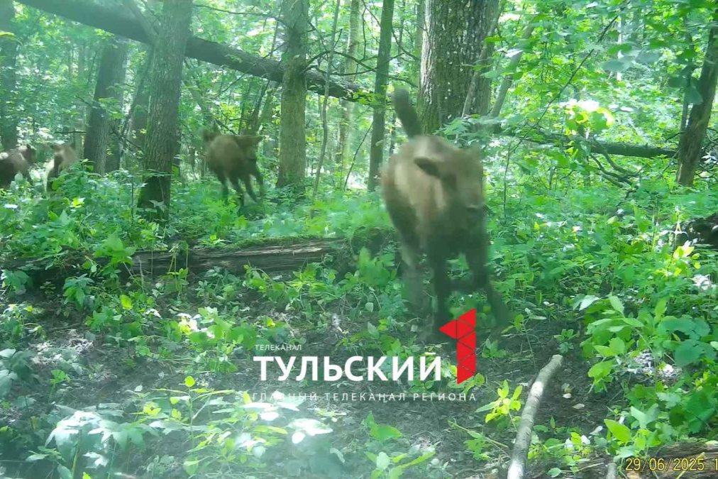 На границе Тульской области заметили зубрят