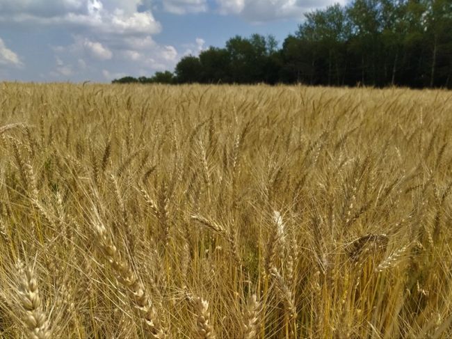Технология возделывания озимой пшеницы в Узловском районе