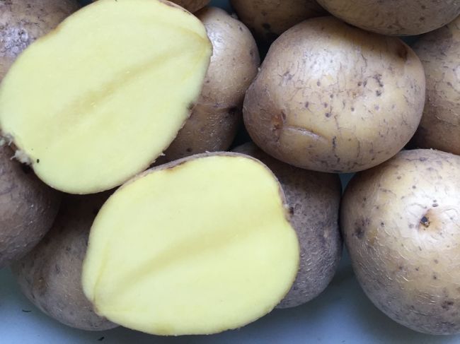 Узловчанам на заметку: подготовка семенного картофеля к посадке