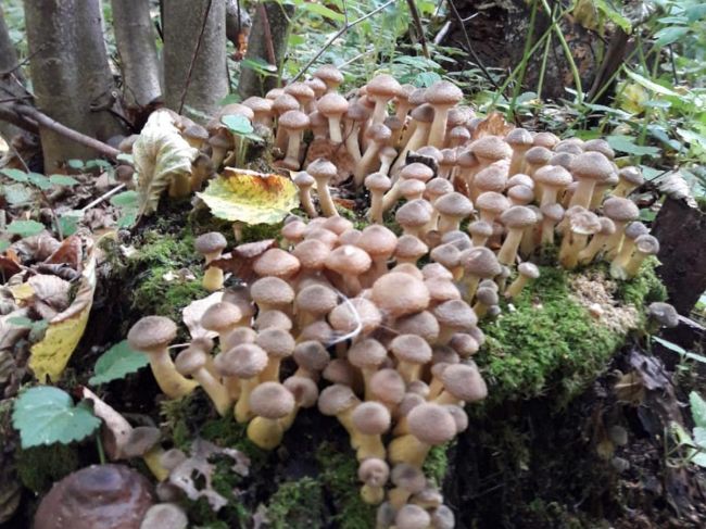 Сезон тихой охоты открыт: как собирать и готовить грибы?