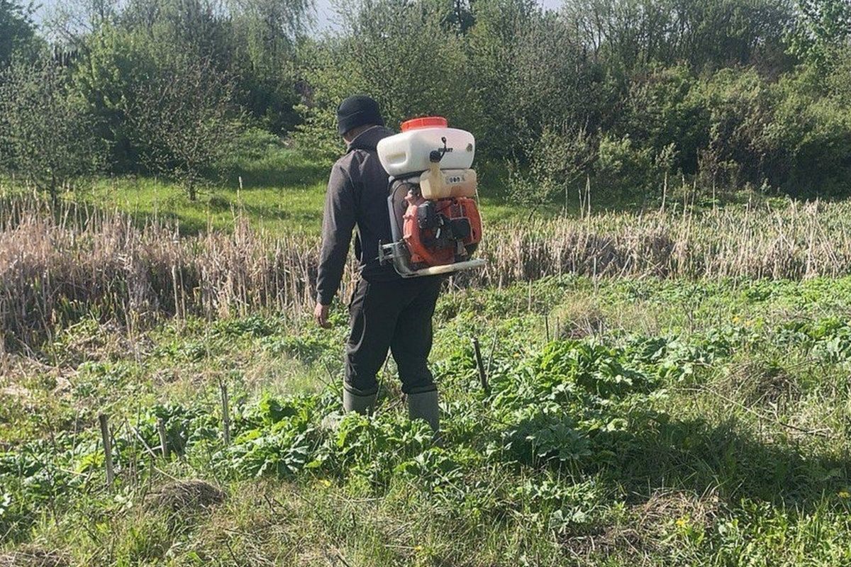 В Узловском районе начали борьбу с борщевиком