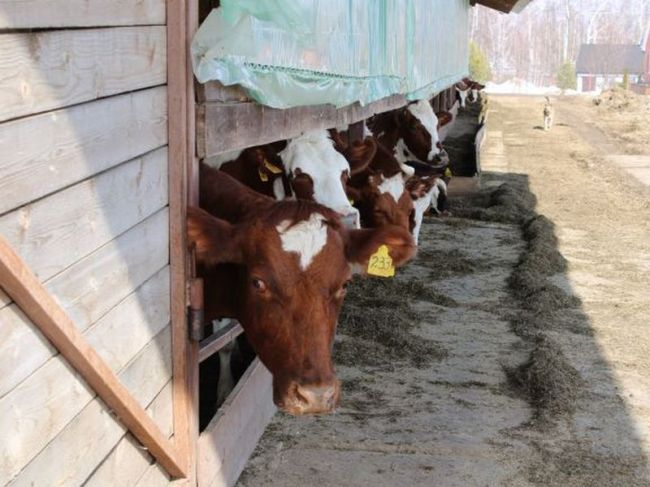 В Белевском районе введен карантин из-за болезни крупного рогатого скота