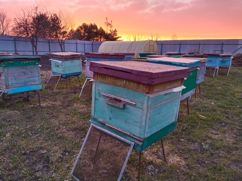 При опылении пчелами плодовый урожай повышается