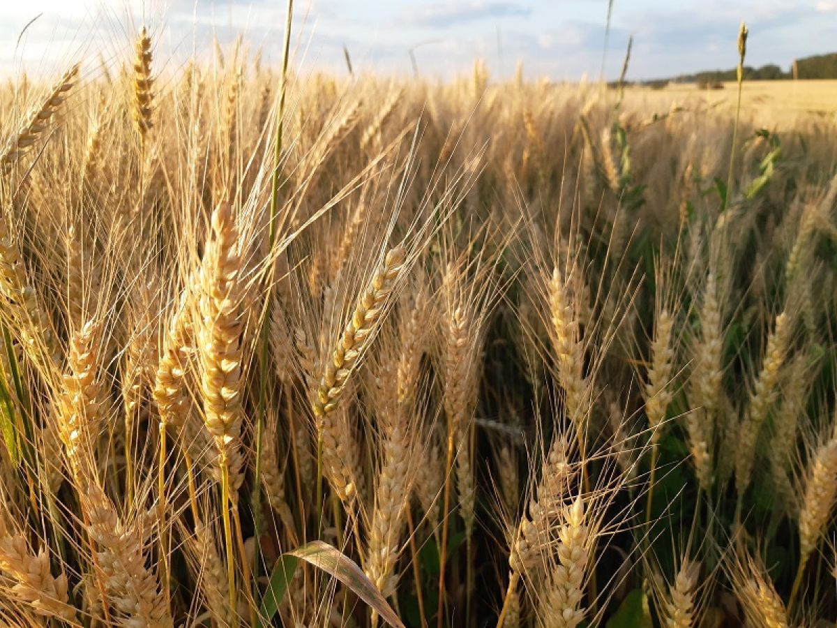 Чем опасно заболевание «Карликовая головня» для пшеницы