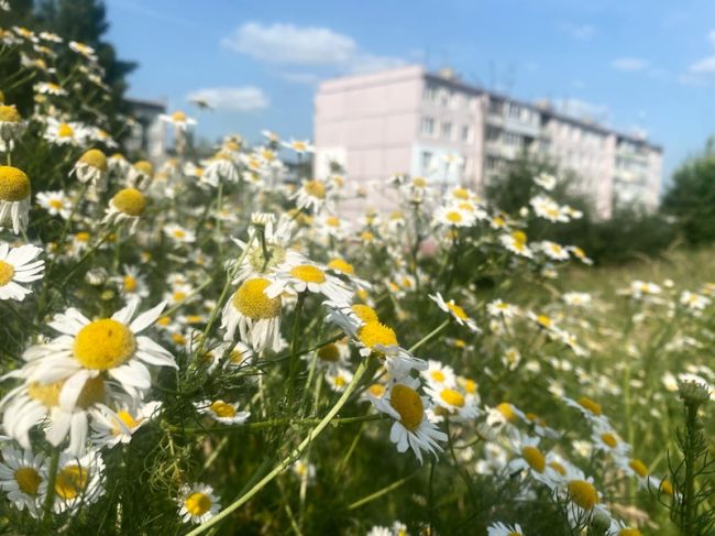 Какое лето ожидается в россии в 2024. Облачным с прояснениями поля июнь белые цветочки.