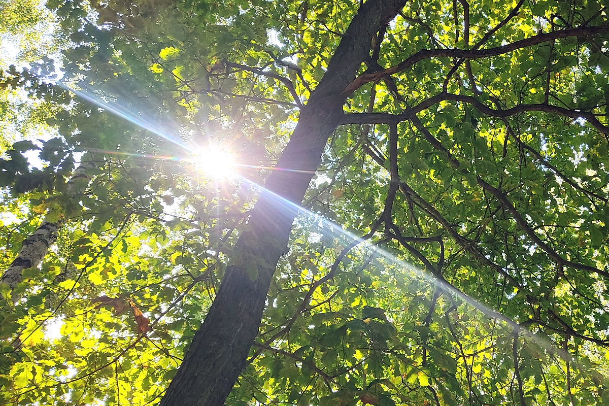 Жители Венева не увидят солнечное затмение 12 августа