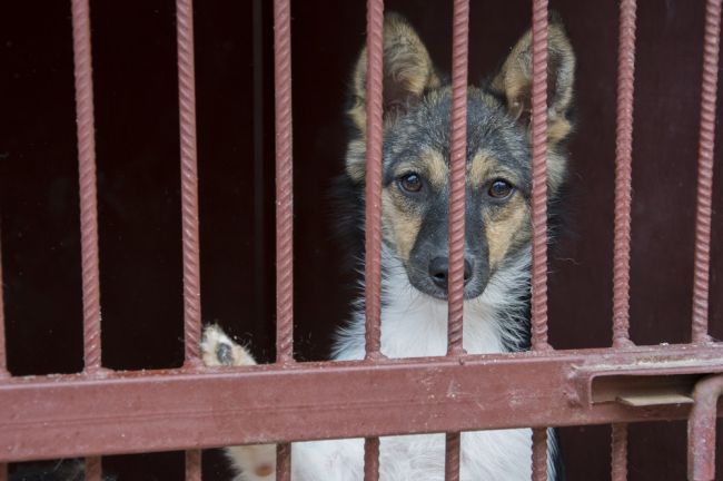 Веневский районный суд обязал владельца приюта для бездомных животных устранить нарушения