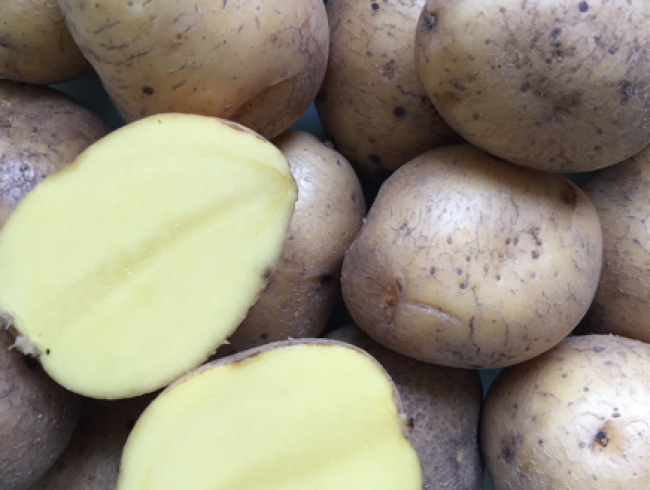 Воловчанам рассказали, как защитить картофель от заболеваний?