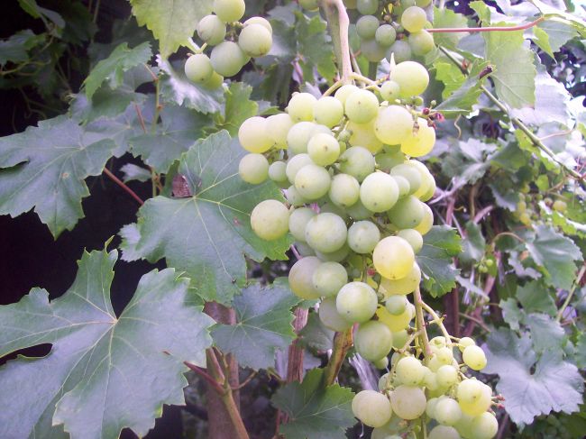 Воловчанам рассказали об условиях вызревания виноградной лозы