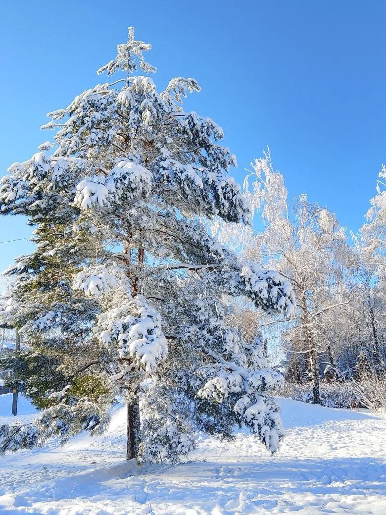 Поэтические строки Зинаиды Сауновой о крещенских холодах